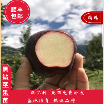 新品种黑钻苹果树苗正宗嫁接苗南北方种植包品种包成活
