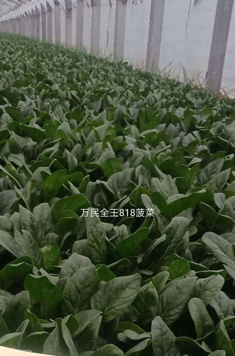 (精品菠菜)山东滨州菠菜，大量供应，产地直发。对接批发