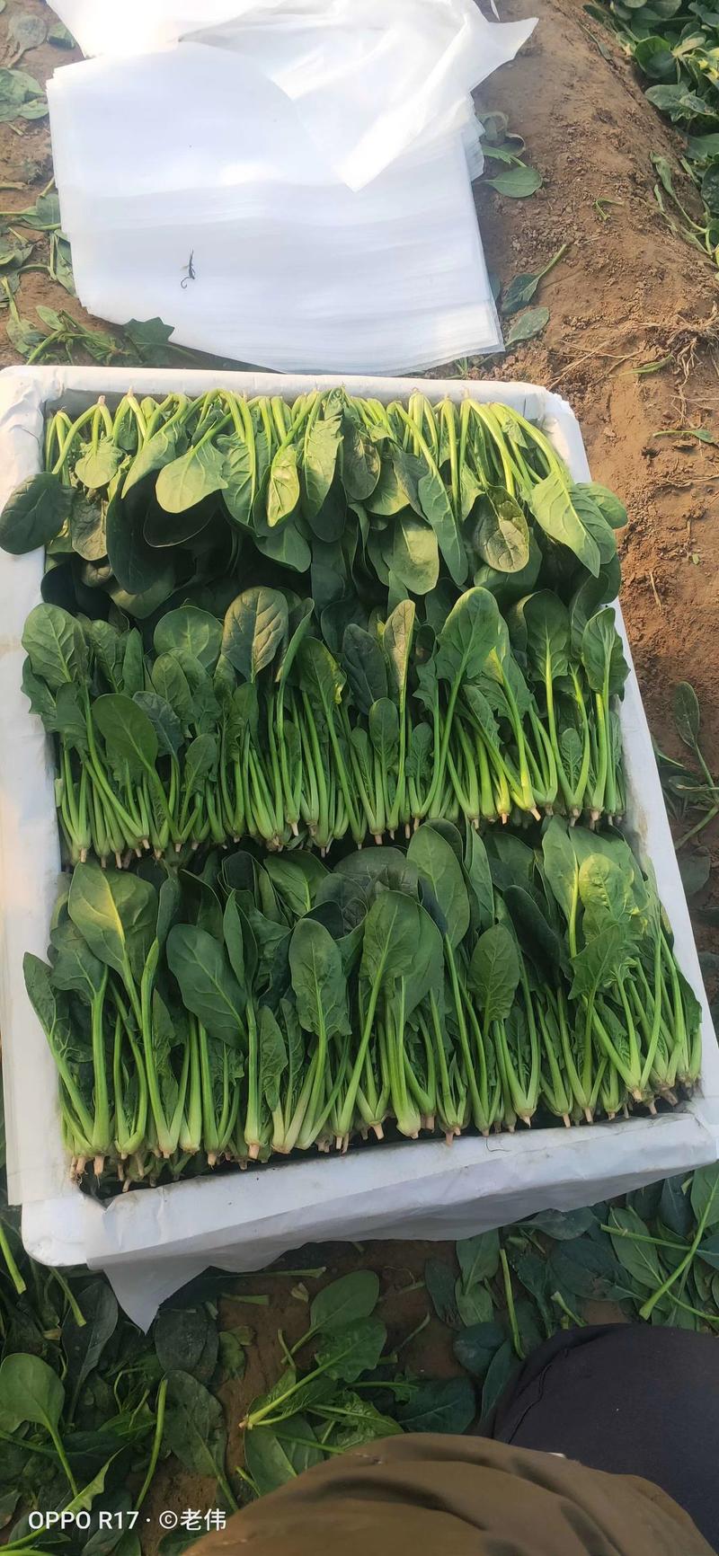 (精品菠菜)山东滨州菠菜，大量供应，产地直发。对接批发