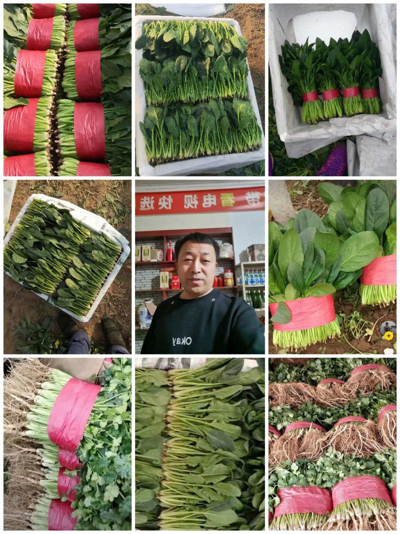 (精品菠菜)山东滨州菠菜，大量供应，产地直发。对接批发