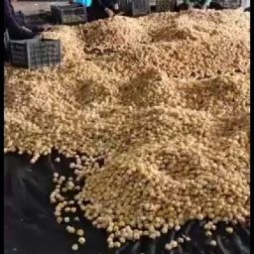 姑娘果一件代发几斤都可以包邮