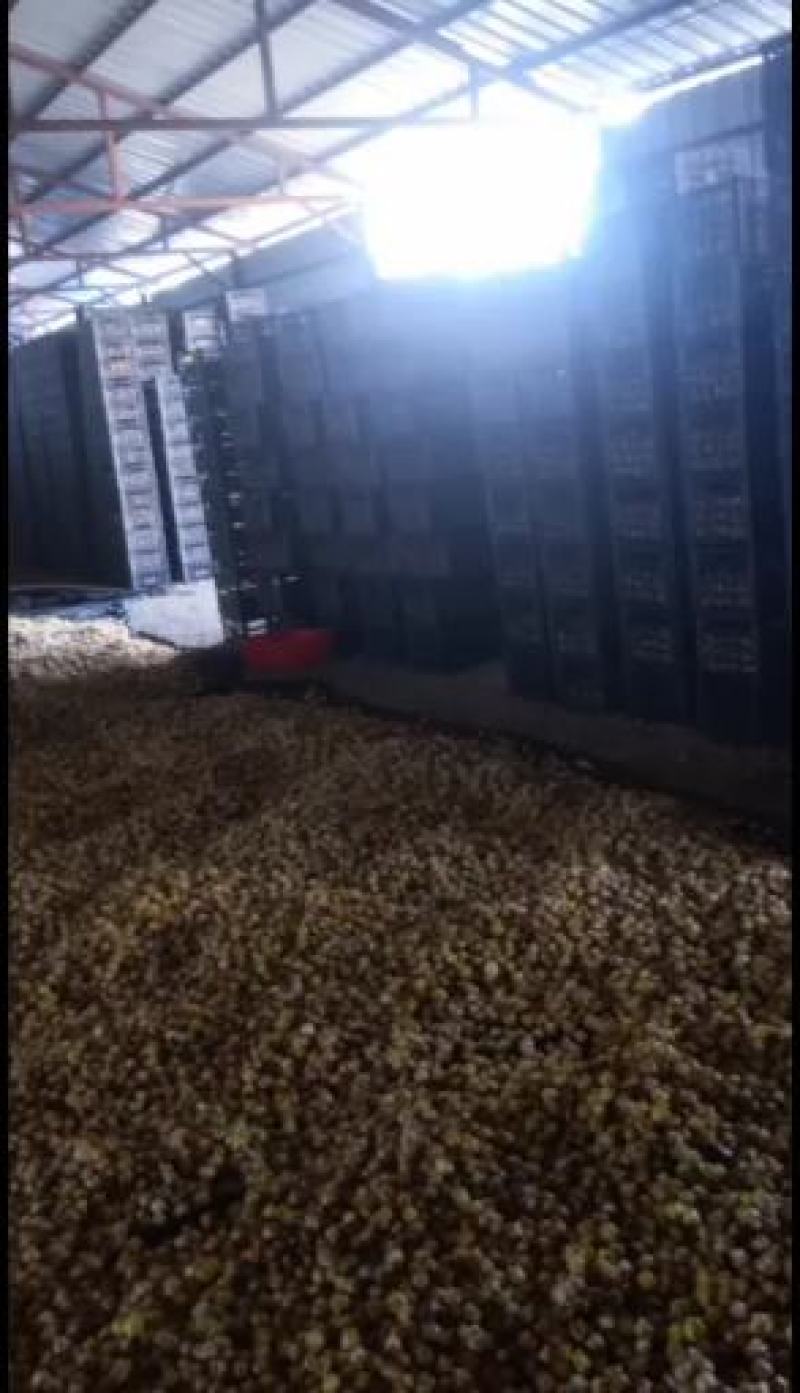 姑娘果一件代发几斤都可以包邮