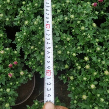 大量出售国庆菊，球菊，千头菊。基地现货，一手货源