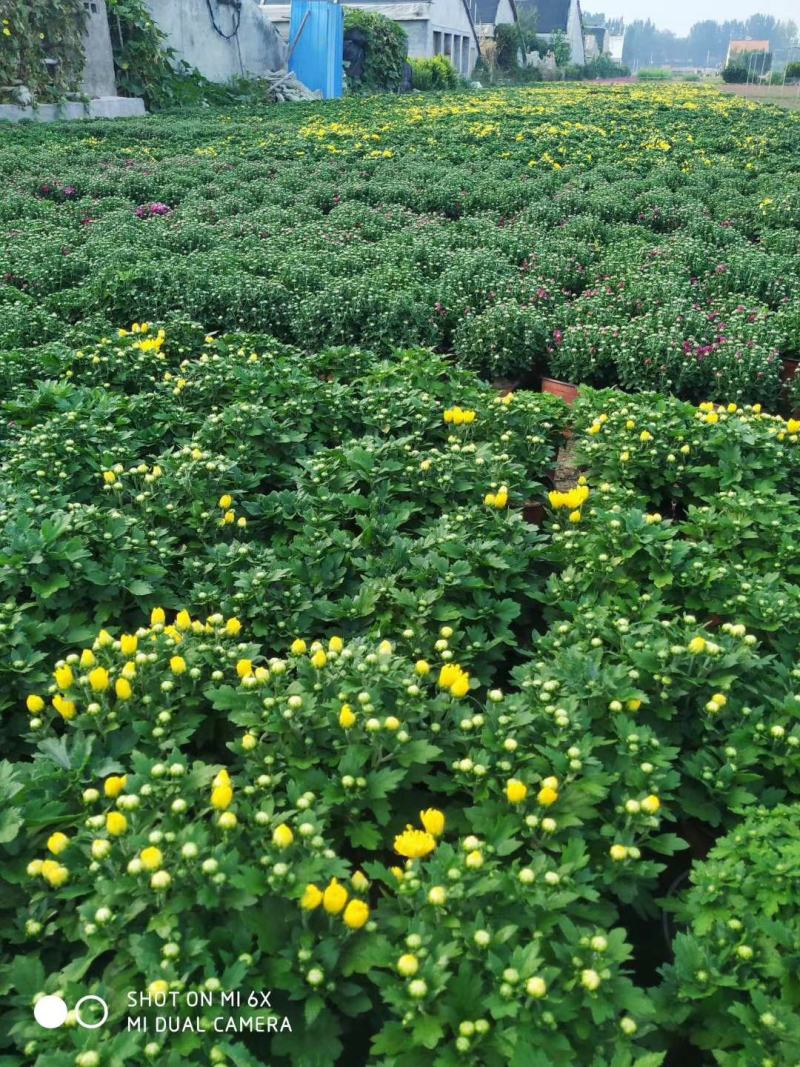 大量出售国庆菊，球菊，千头菊。基地现货，一手货源