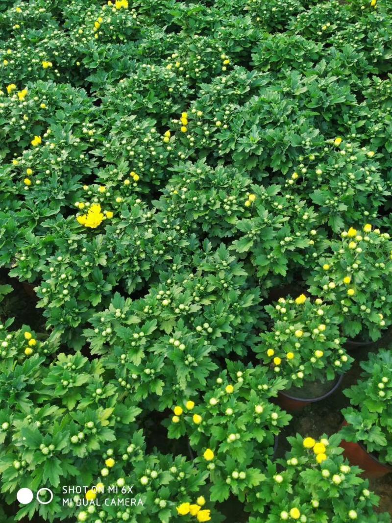 大量出售国庆菊，球菊，千头菊。基地现货，一手货源