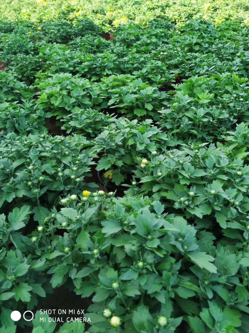 大量出售国庆菊，球菊，千头菊。基地现货，一手货源