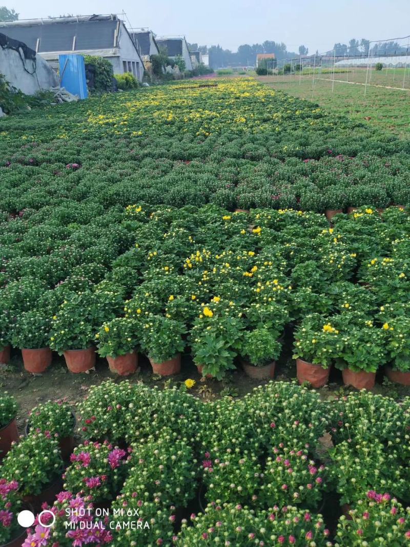 大量出售国庆菊，球菊，千头菊。基地现货，一手货源