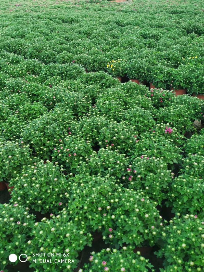 大量出售国庆菊，球菊，千头菊。基地现货，一手货源
