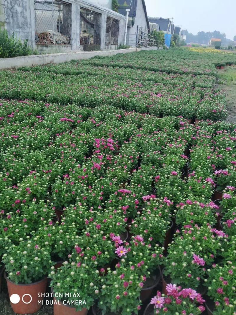 大量出售国庆菊，球菊，千头菊。基地现货，一手货源