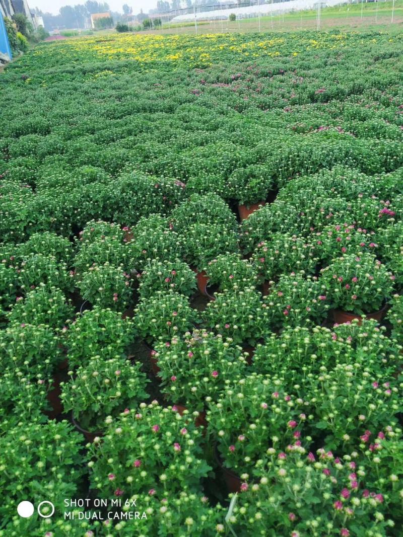 大量出售国庆菊，球菊，千头菊。基地现货，一手货源