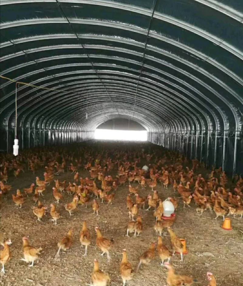大棚骨架蔬菜大棚养殖大热镀锌钢管大棚包塑钢管大棚全套配件