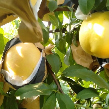 黄油桃套袋黄油桃大量上市