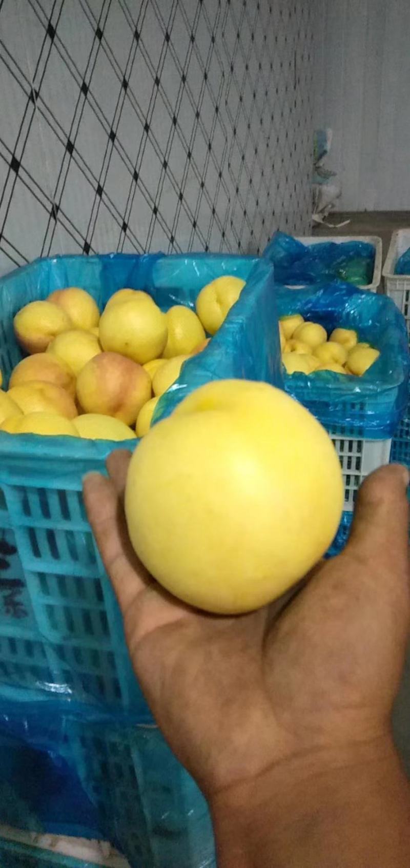 黄油桃套袋黄油桃大量上市