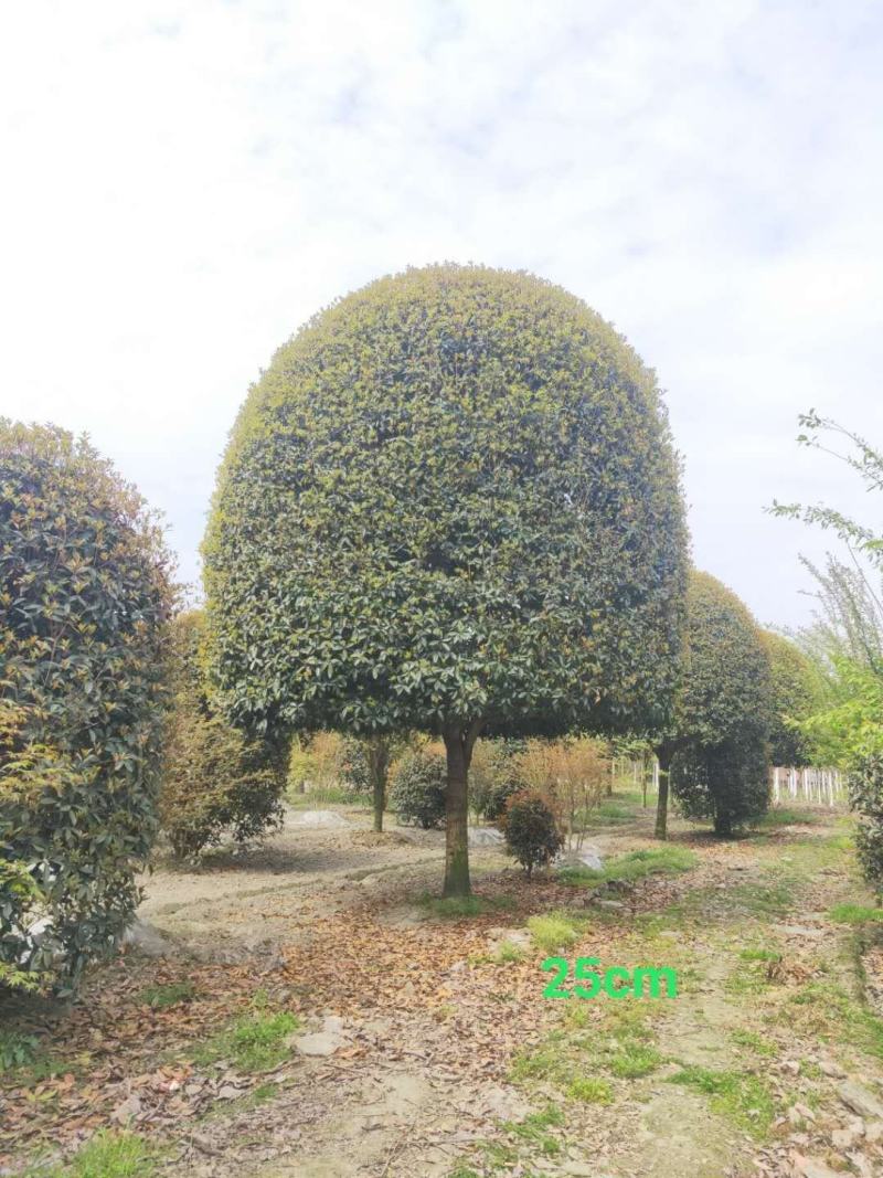 基地直销各规格精品桂花，价格优，质量好，欢迎来电咨询