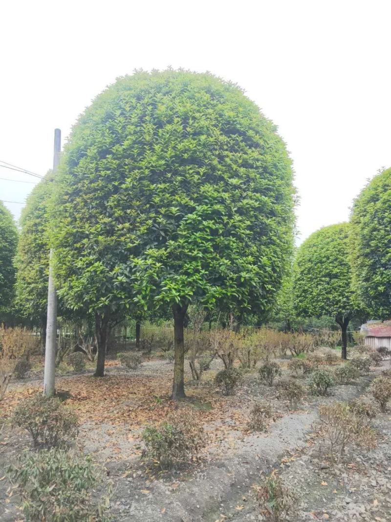 基地直销各规格精品桂花，价格优，质量好，欢迎来电咨询