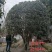 基地直销各规格精品桂花，价格优，质量好，欢迎来电咨询