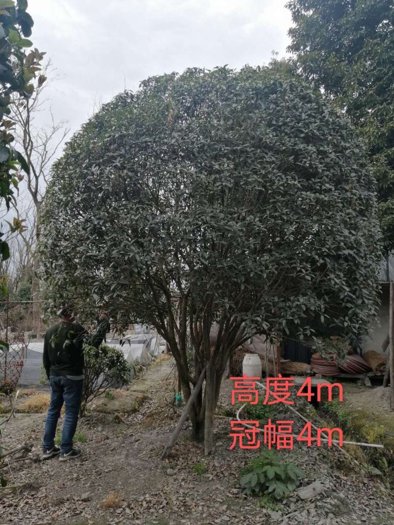基地直销各规格精品桂花，价格优，质量好，欢迎来电咨询