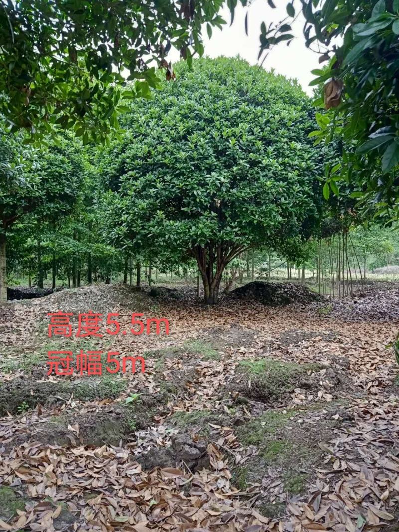 基地直销各规格精品桂花，价格优，质量好，欢迎来电咨询