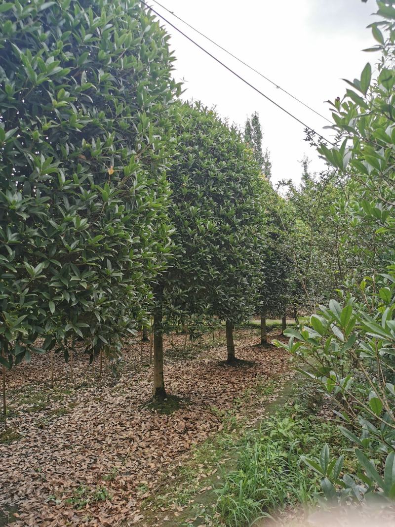 基地直销各规格精品桂花，价格优，质量好，欢迎来电咨询