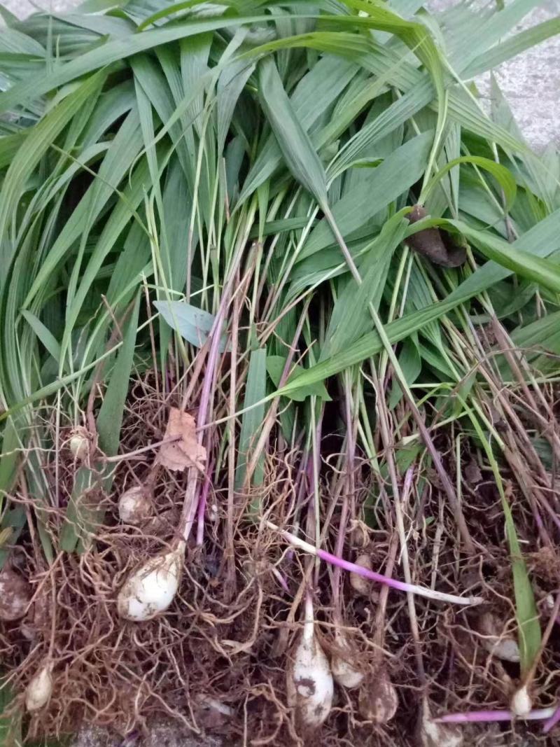 小白芨，野生鲜货批发零售