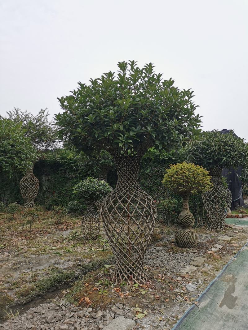 造型3年的桂花花瓶，优价出售，一手货源，无中间商赚差价