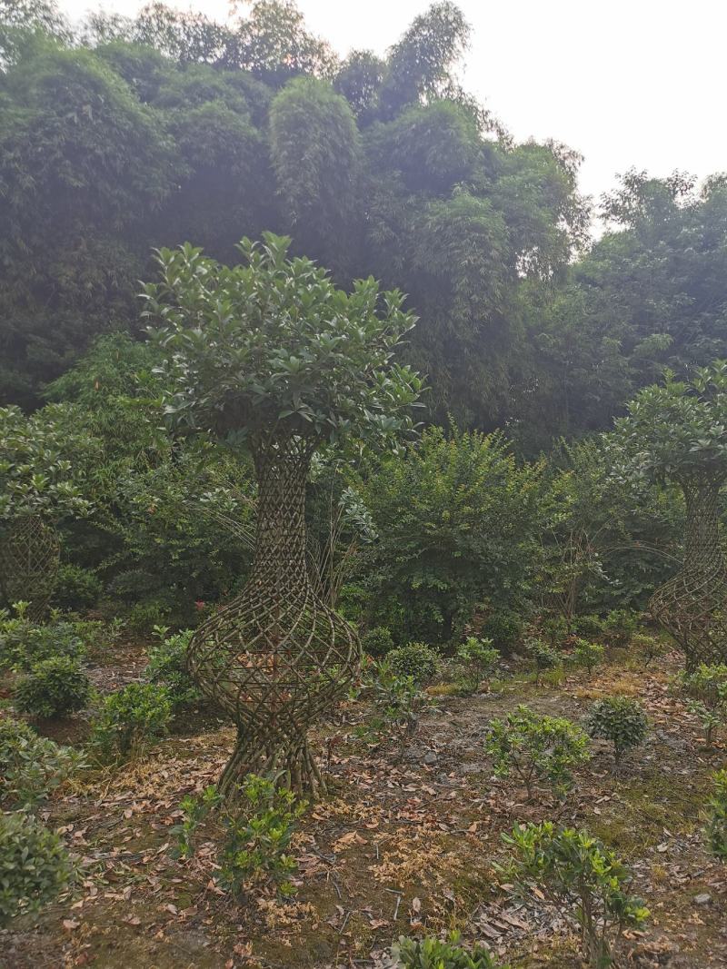造型3年的桂花花瓶，优价出售，一手货源，无中间商赚差价