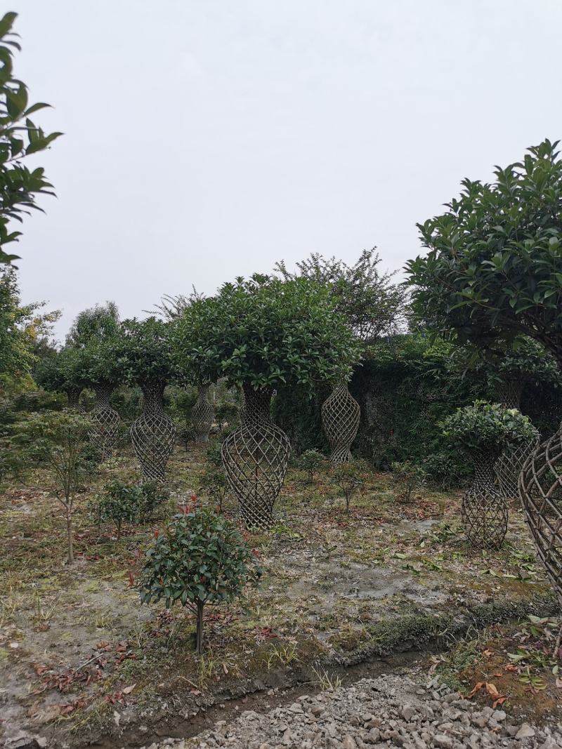 造型3年的桂花花瓶，优价出售，一手货源，无中间商赚差价