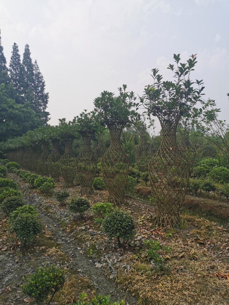 造型3年的桂花花瓶，优价出售，一手货源，无中间商赚差价