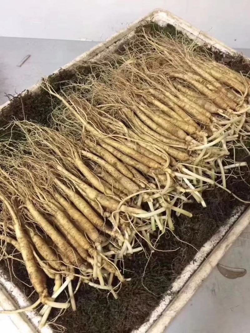 长白山优质鲜人参，新鲜发货，优质小人参煲汤鲜嫩