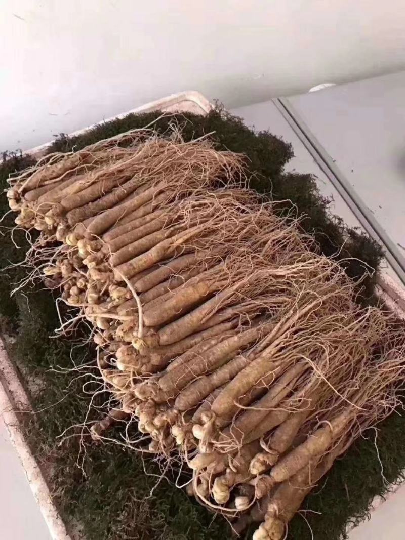 长白山优质鲜人参，新鲜发货，优质小人参煲汤鲜嫩