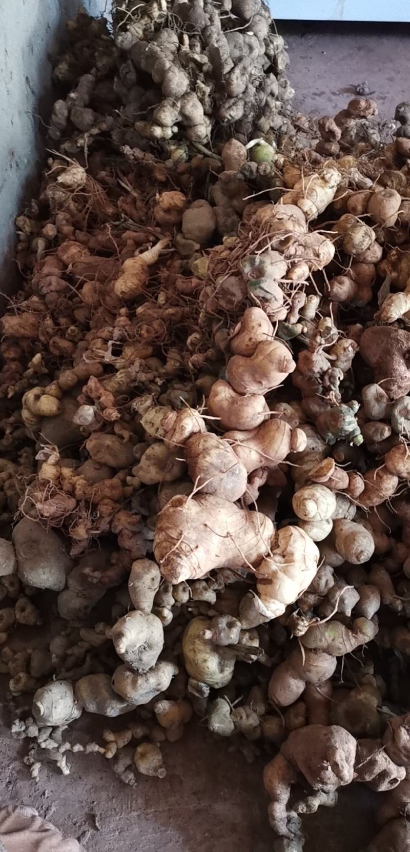 云南野生滇黄精块茎规格大小统货产地批发零售