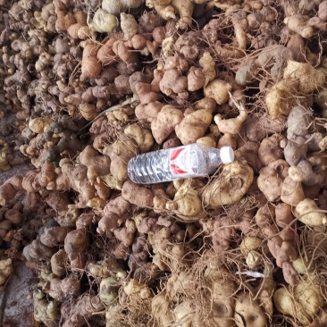 云南野生滇黄精块茎规格大小统货产地批发零售