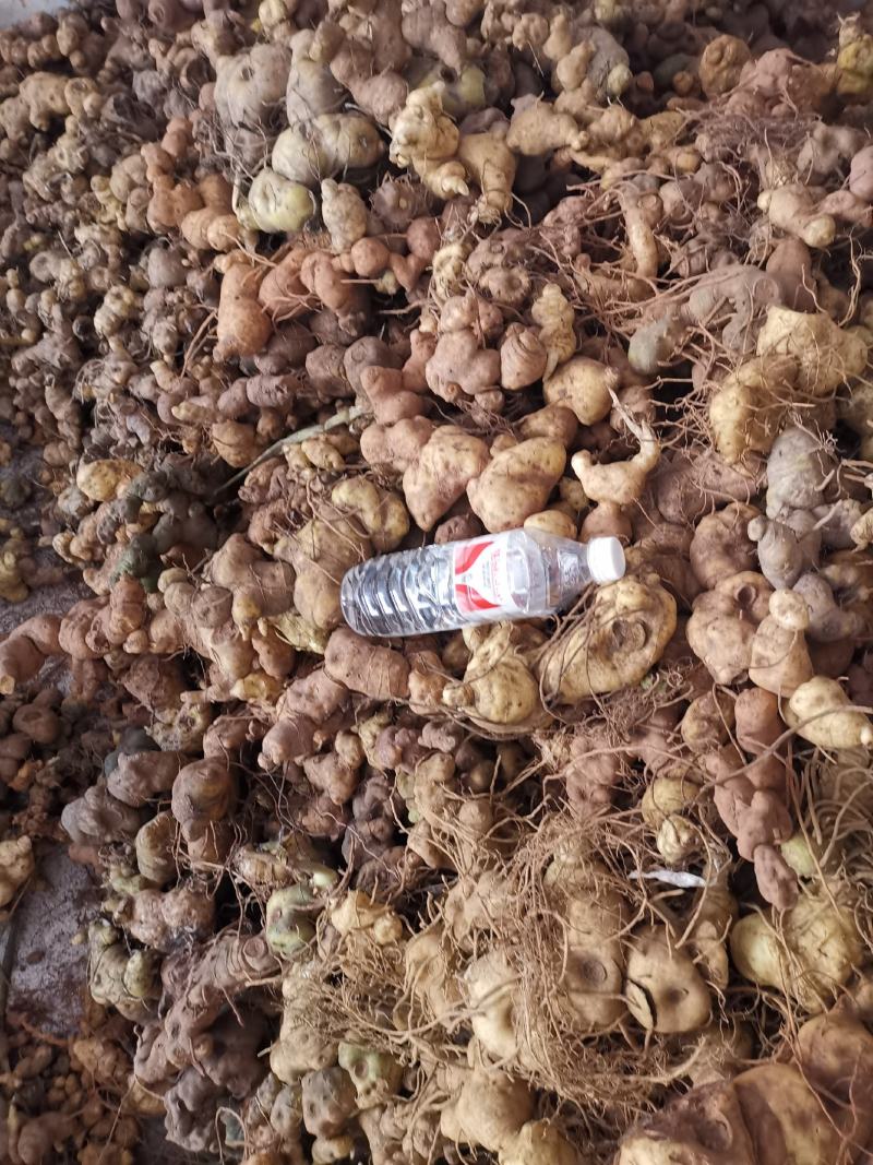 云南野生滇黄精块茎规格大小统货产地批发零售