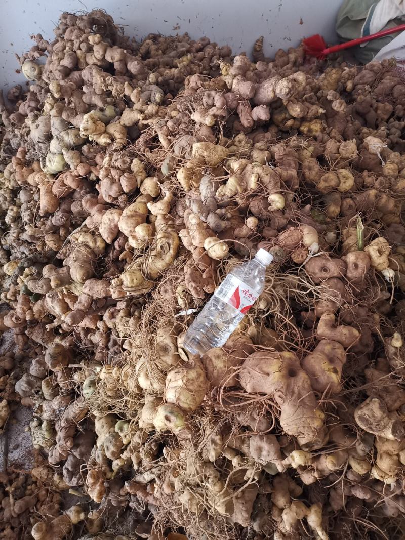 云南野生滇黄精块茎规格大小统货产地批发零售