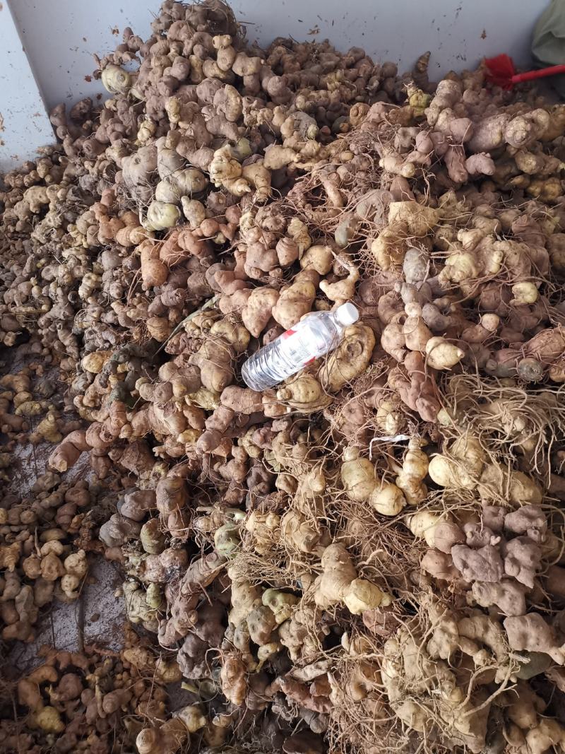 云南野生滇黄精块茎规格大小统货产地批发零售