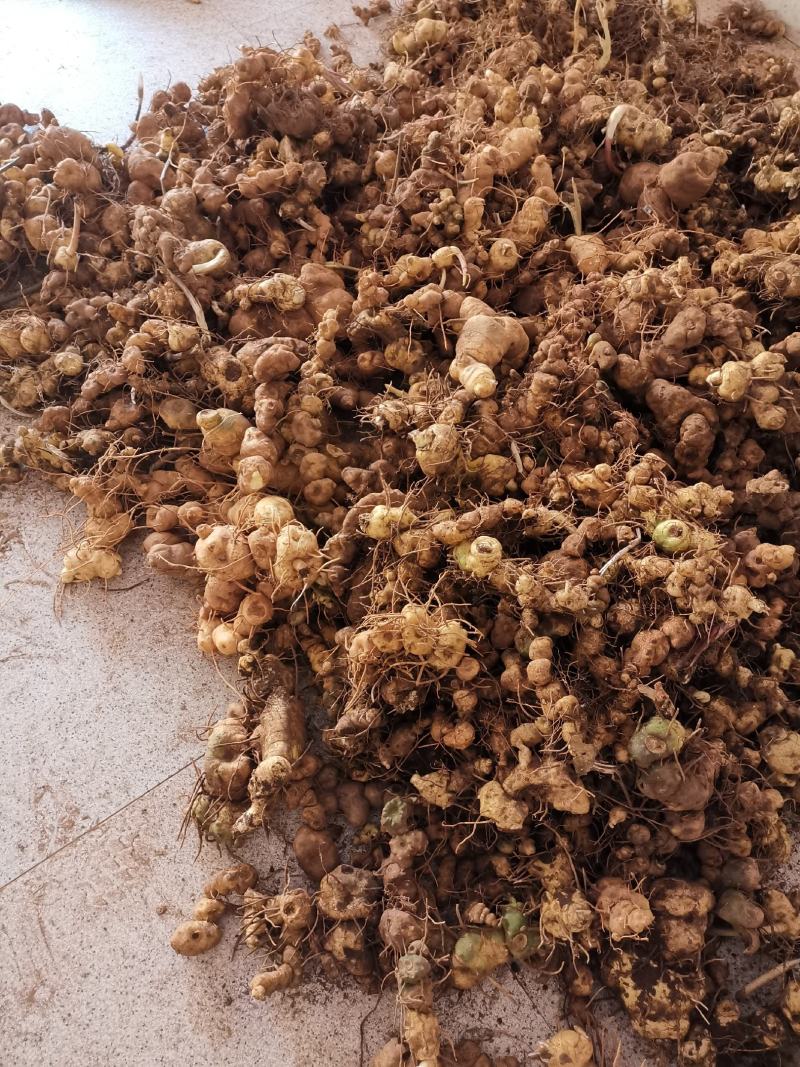云南野生滇黄精块茎规格大小统货产地批发零售