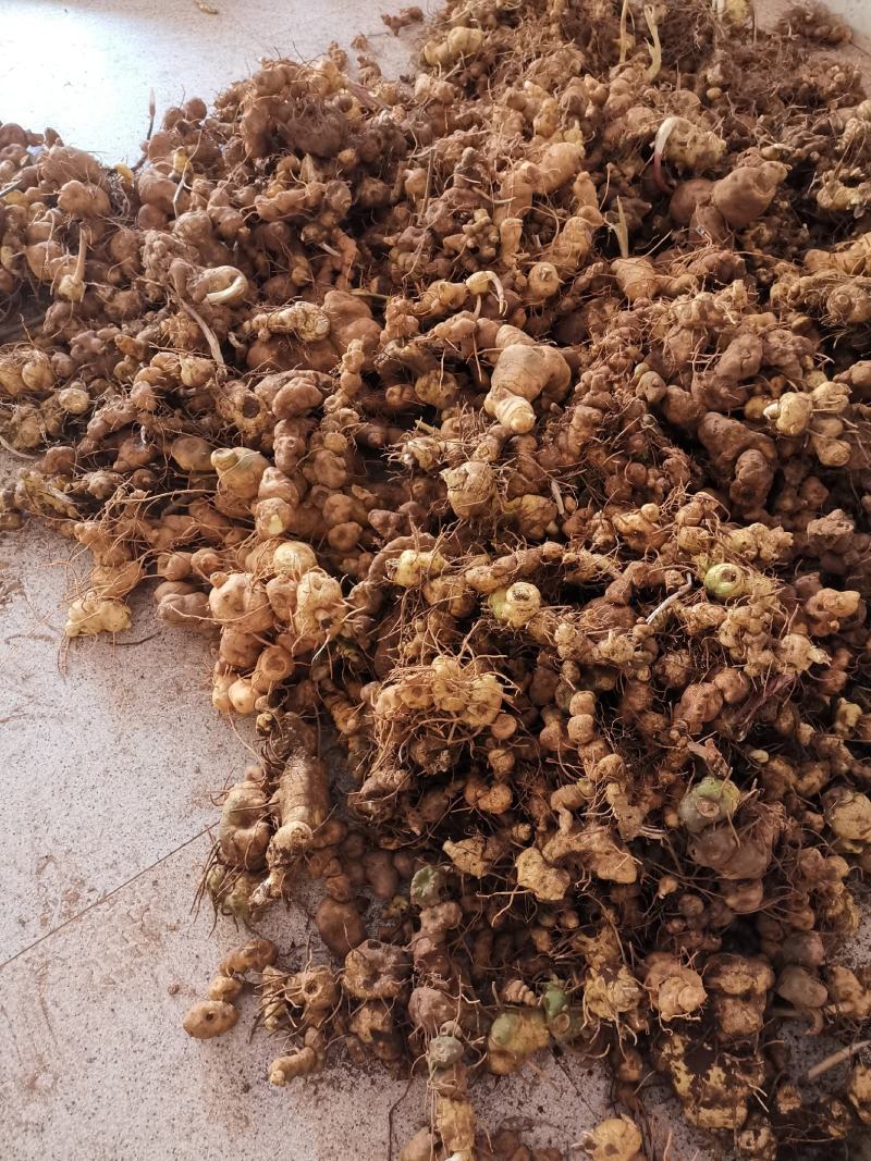 云南野生滇黄精块茎规格大小统货产地批发零售