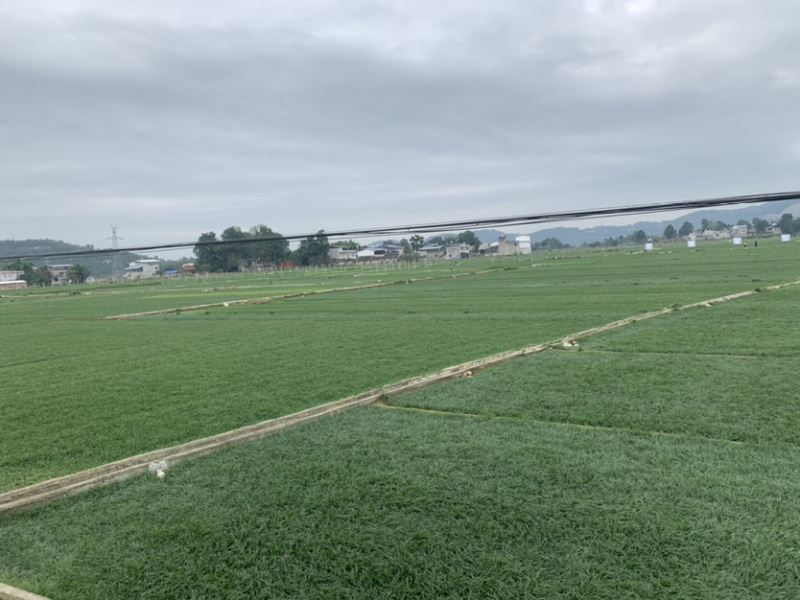 四川绵阳三台麦冬草绿化草坪细叶麦冬草。草坪苗木