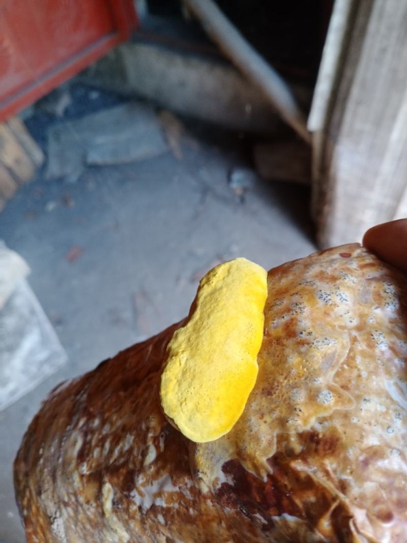 西峡县科达菌种厂桑黄菌种菌包有桑黄菌种和桑黄菌包！
