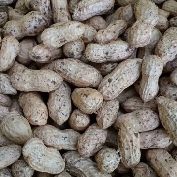 江苏徐州精品大白沙大量有货