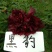 黑花魁，冠世墨玉，乌龙捧盛，几十个品种，菏泽基地直发