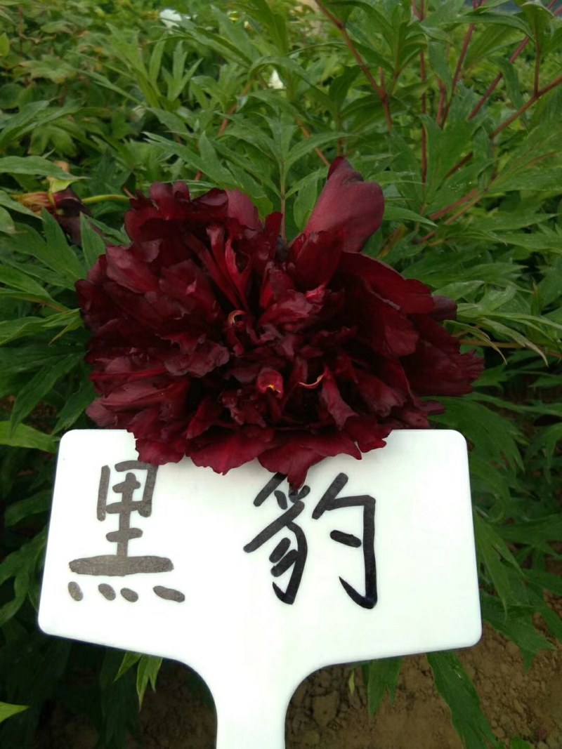黑花魁，冠世墨玉，乌龙捧盛，几十个品种，菏泽基地直发