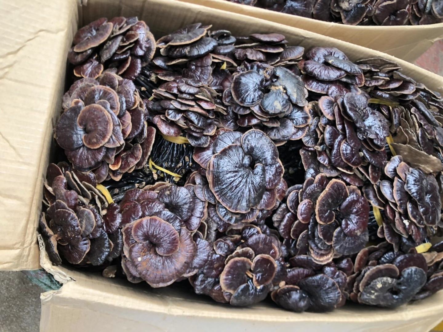 竹灵芝生长环境特写