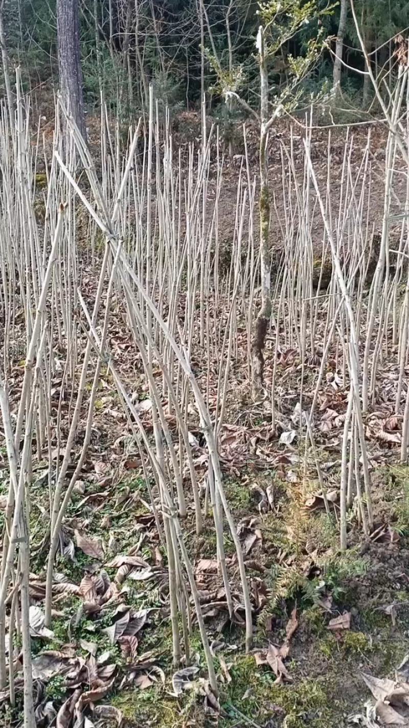 七叶树苗七叶树苗七叶树苗七叶树苗七叶树苗七叶树苗