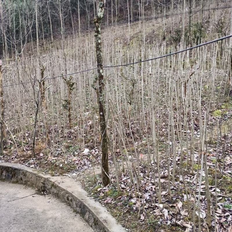 七叶树苗七叶树苗七叶树苗七叶树苗七叶树苗七叶树苗