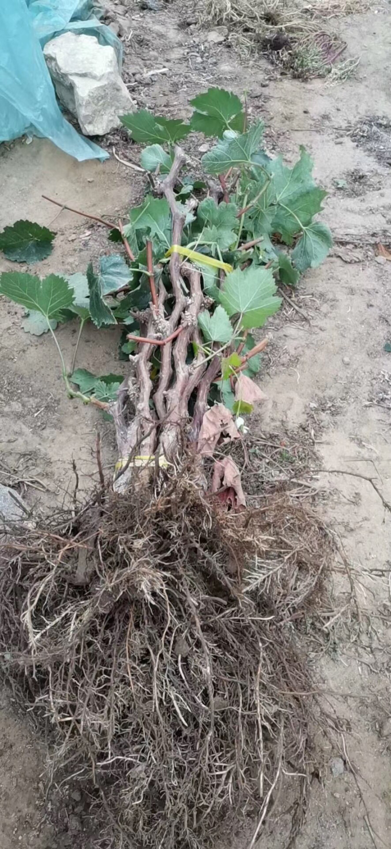 占地大葡萄树欢迎老板购买基地种植大量供应欢迎考察