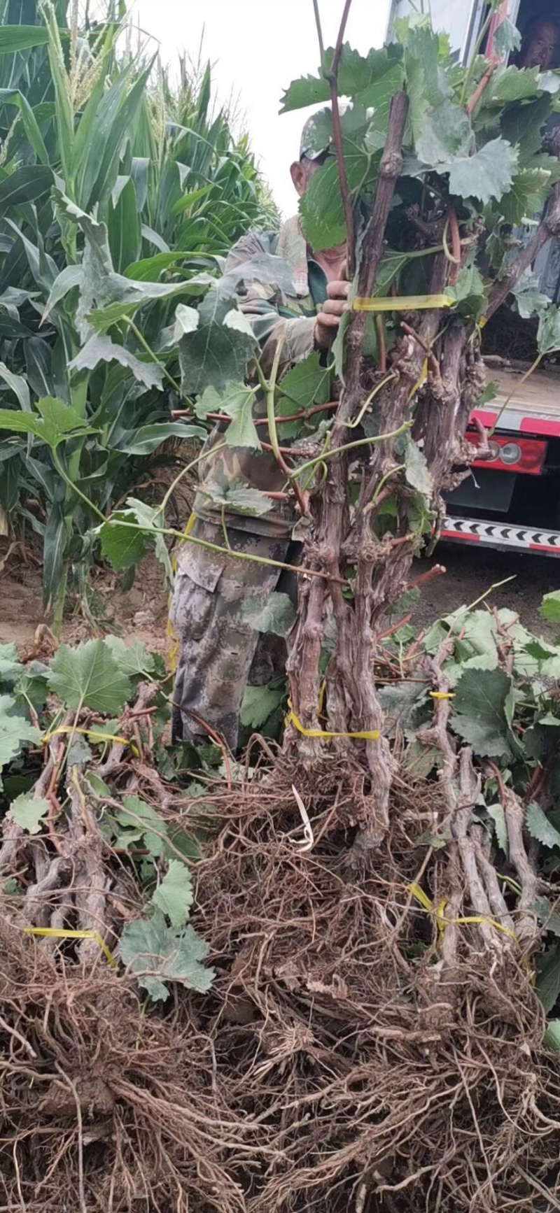 占地大葡萄树欢迎老板购买基地种植大量供应欢迎考察