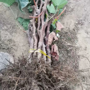 占地大葡萄树欢迎老板购买基地种植大量供应欢迎考察
