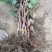 占地大葡萄树欢迎老板购买基地种植大量供应欢迎考察