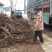 占地大葡萄树欢迎老板购买基地种植大量供应欢迎考察